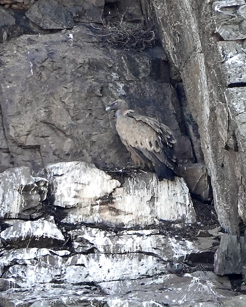 Griffon vulture